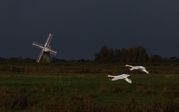 TONY HOWES - LATE EVENING MILL SWANS